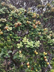 Metrosideros rugosa