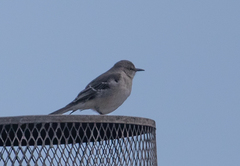 Mimus polyglottos