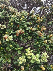 Metrosideros rugosa