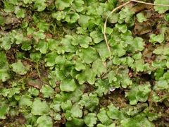 Marchantia paleacea
