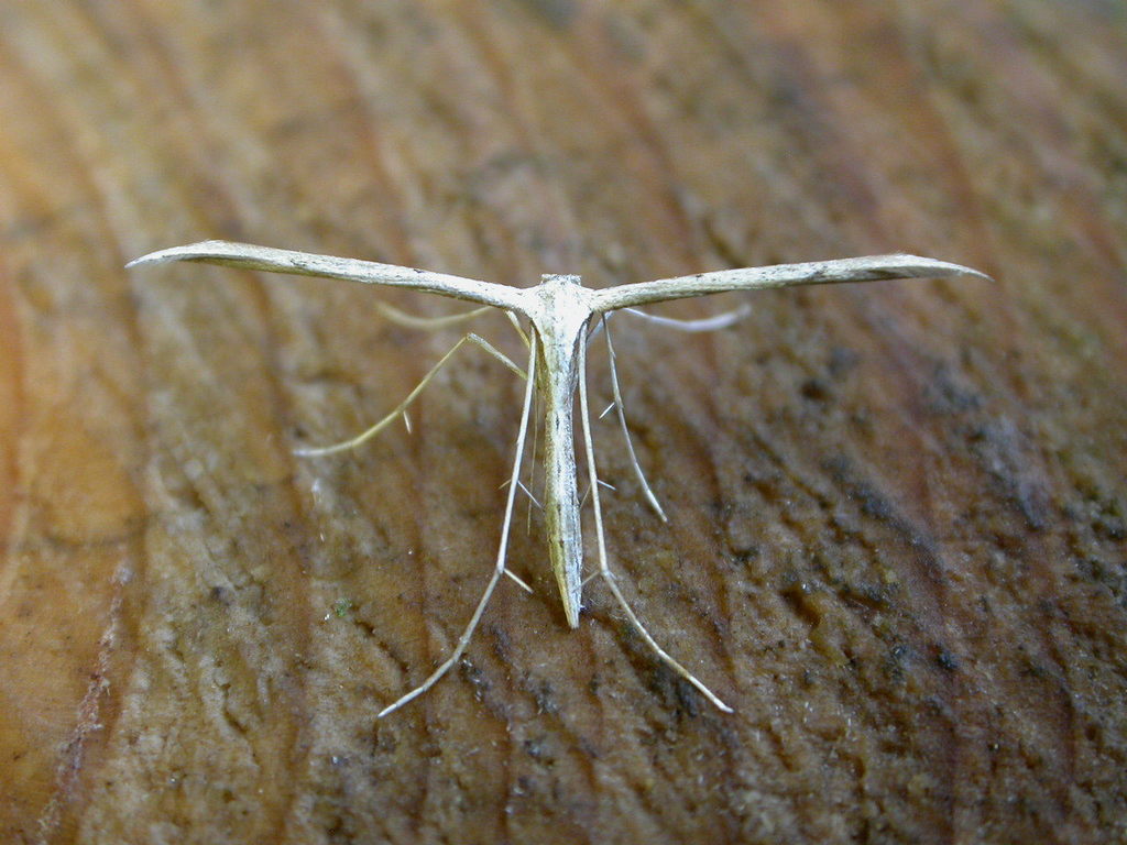 Pterophorinae