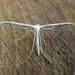 Pterophorinae - Photo (c) Donald Hobern, some rights reserved (CC BY)