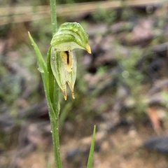 Pterostylis major