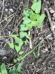 Dioscorea galeottiana