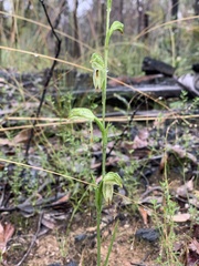Pterostylis major