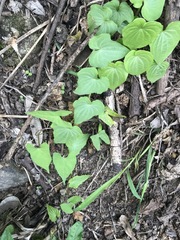 Dioscorea galeottiana