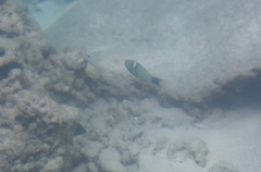Thalassoma hebraicum