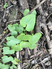 Dioscorea galeottiana