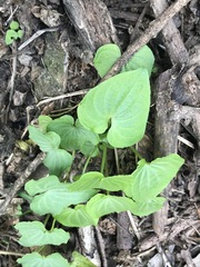 Dioscorea galeottiana