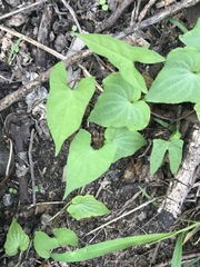 Dioscorea galeottiana
