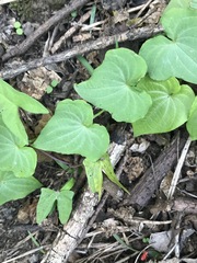 Dioscorea galeottiana