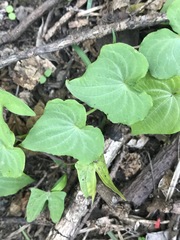 Dioscorea galeottiana