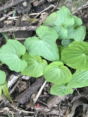 Dioscorea galeottiana