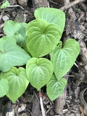 Dioscorea galeottiana