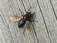 Blera nigra