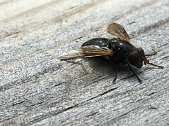 Blera nigra