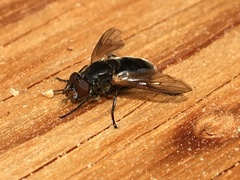 Blera nigra