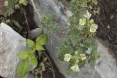 Scutellaria cordifrons