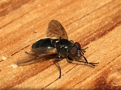 Blera nigra