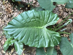 Alocasia