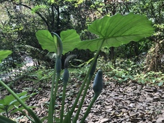 Alocasia