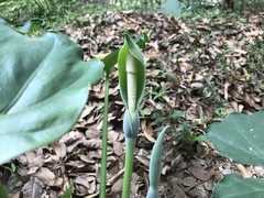 Alocasia