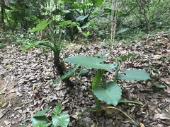 Alocasia