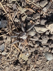 Calisoga longitarsis