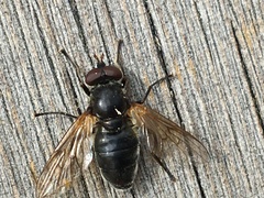 Blera nigra