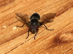 Blera nigra