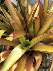 Aechmea blanchetiana