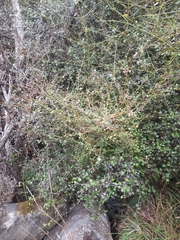 Teucrium parvifolium