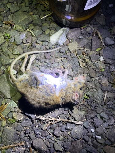 iNaturalist observation photo of Western Deer Mouse