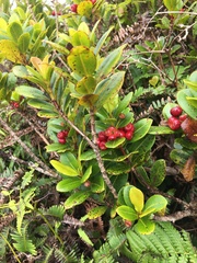 Syzygium sandwicense