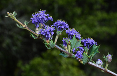 Ceanothus divergens