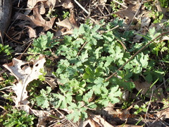 Stylophorum diphyllum