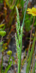 Poa napensis
