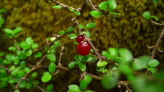 Coprosma depressa
