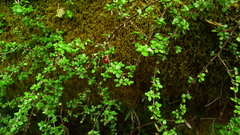 Coprosma depressa