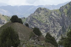 Juniperus seravschanica