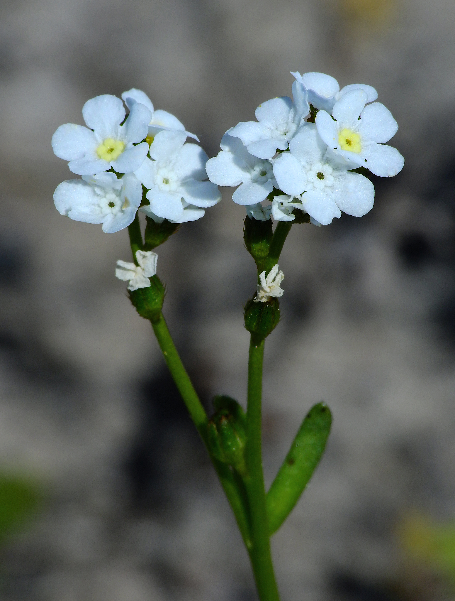 Plagiobothrys strictus
