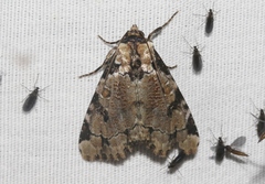 Stibaera thyatiroides