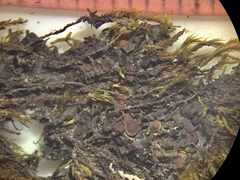 Scytinium dactylinum