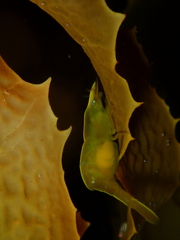 Hippolyte australiensis