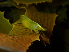 Hippolyte australiensis