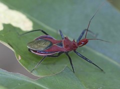 Gminatus wallengreni