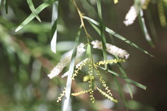 Acacia longissima