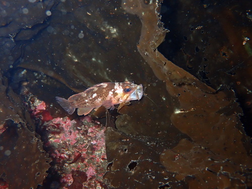 Copper Rockfish