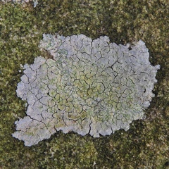 Trapelia placodioides