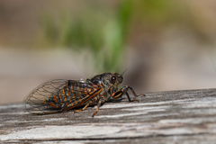 Cicadetta montana